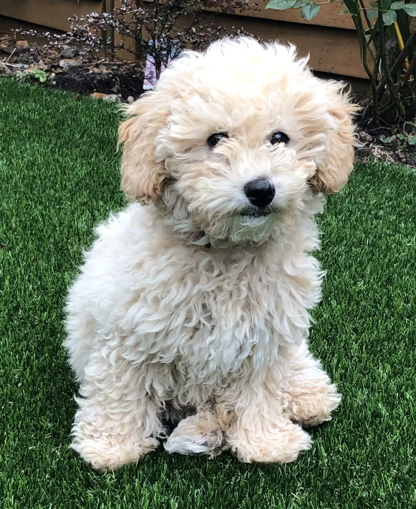 Poochon puppy on grass