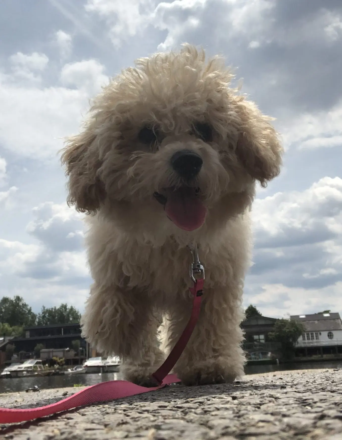 Poochon puppy on a walk Poochon puppy