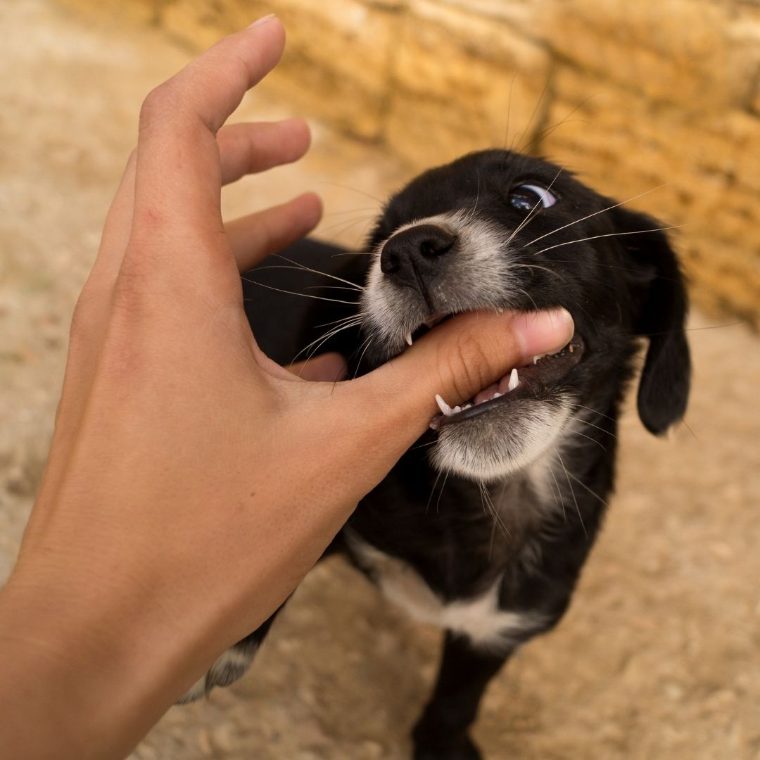 black-puppy-biting-thumb