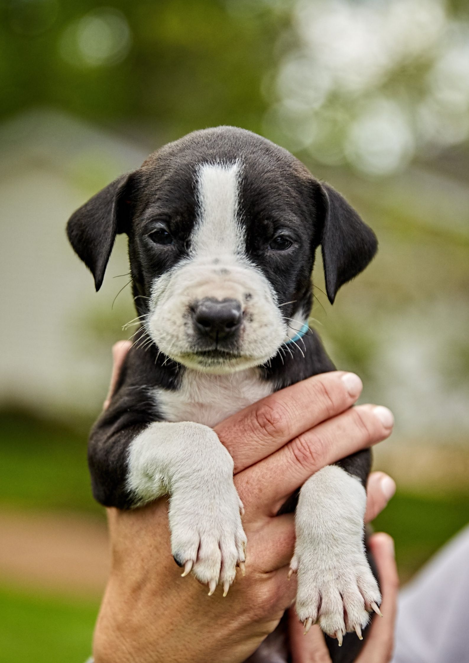 black-white-puppy-being-held